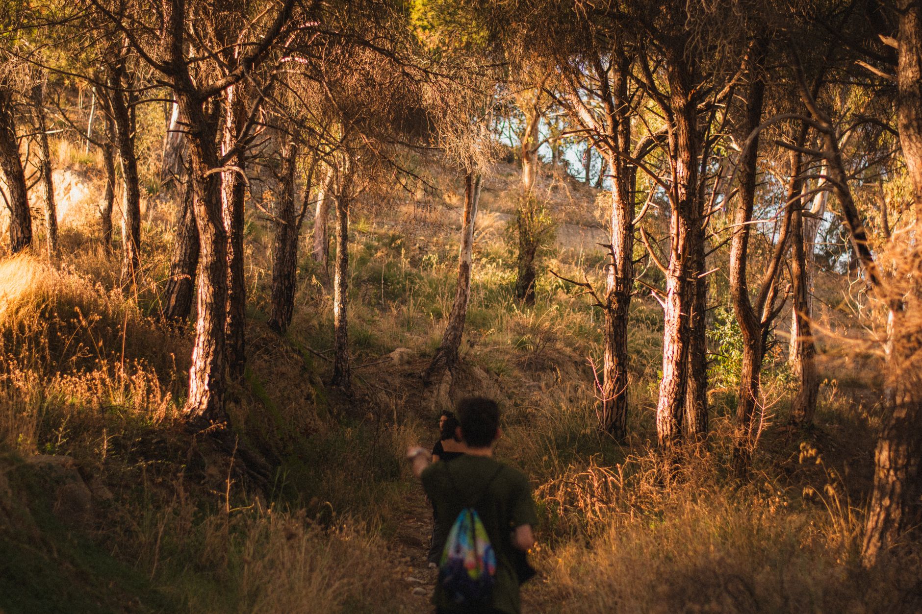 A person walking a sunlit path through a peaceful forest